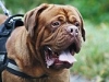 butch_2jahre