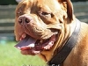 mambo_img_1648