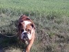 Vincent4