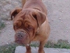 zeno